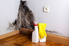 Professional Mold Remediation in Lindsborg, KS